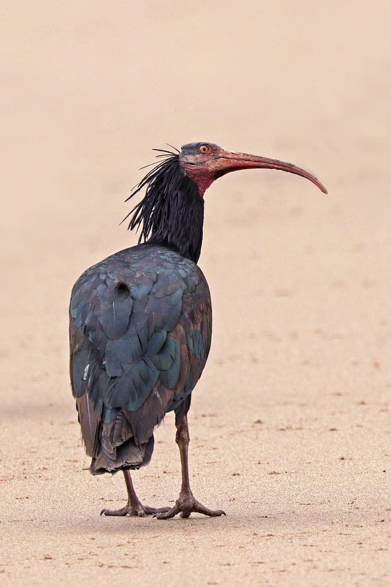 northern bald ibis