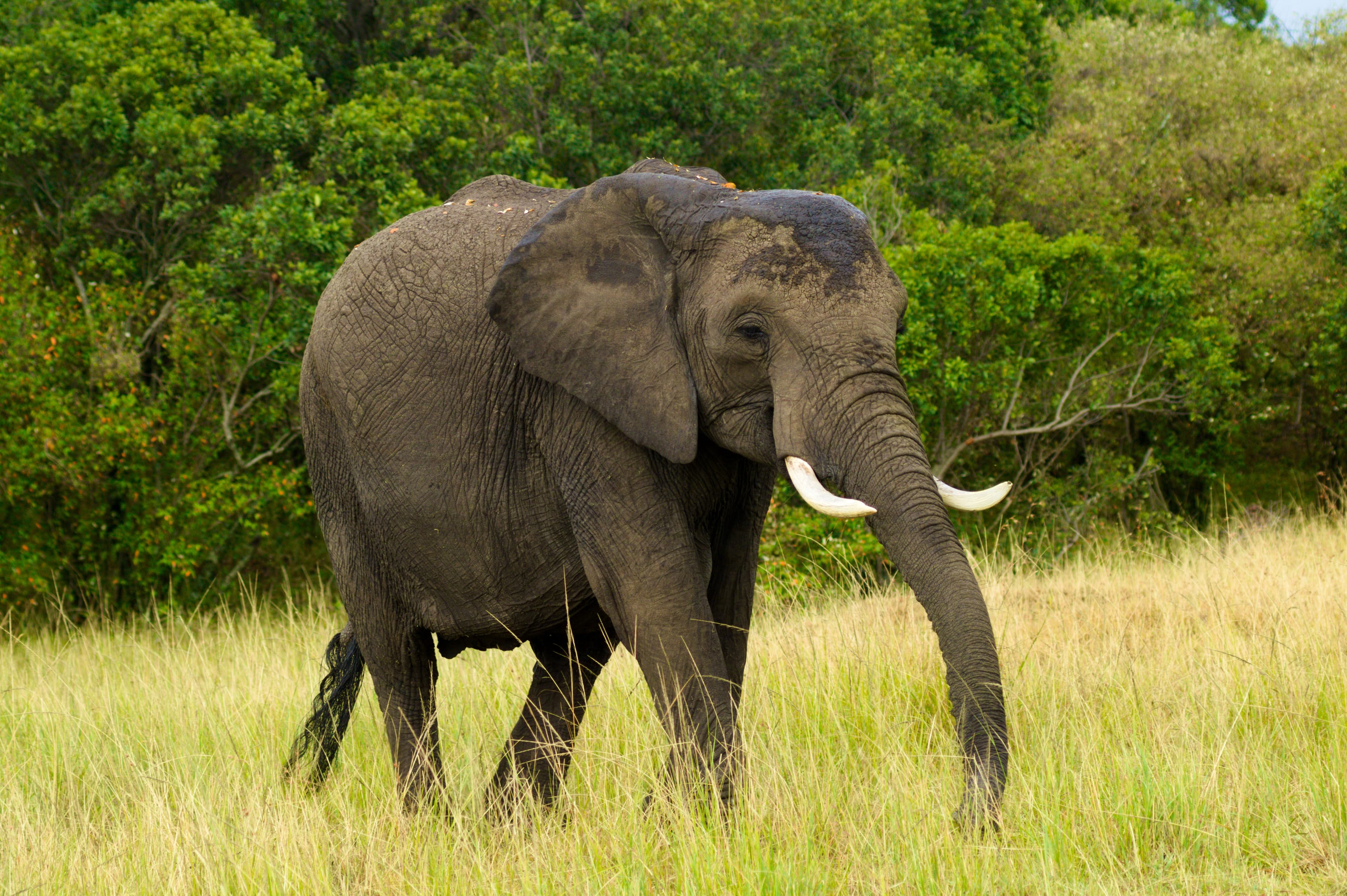 Tarangire elephant.