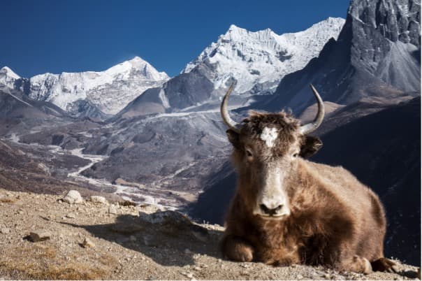 is everest base camp safe