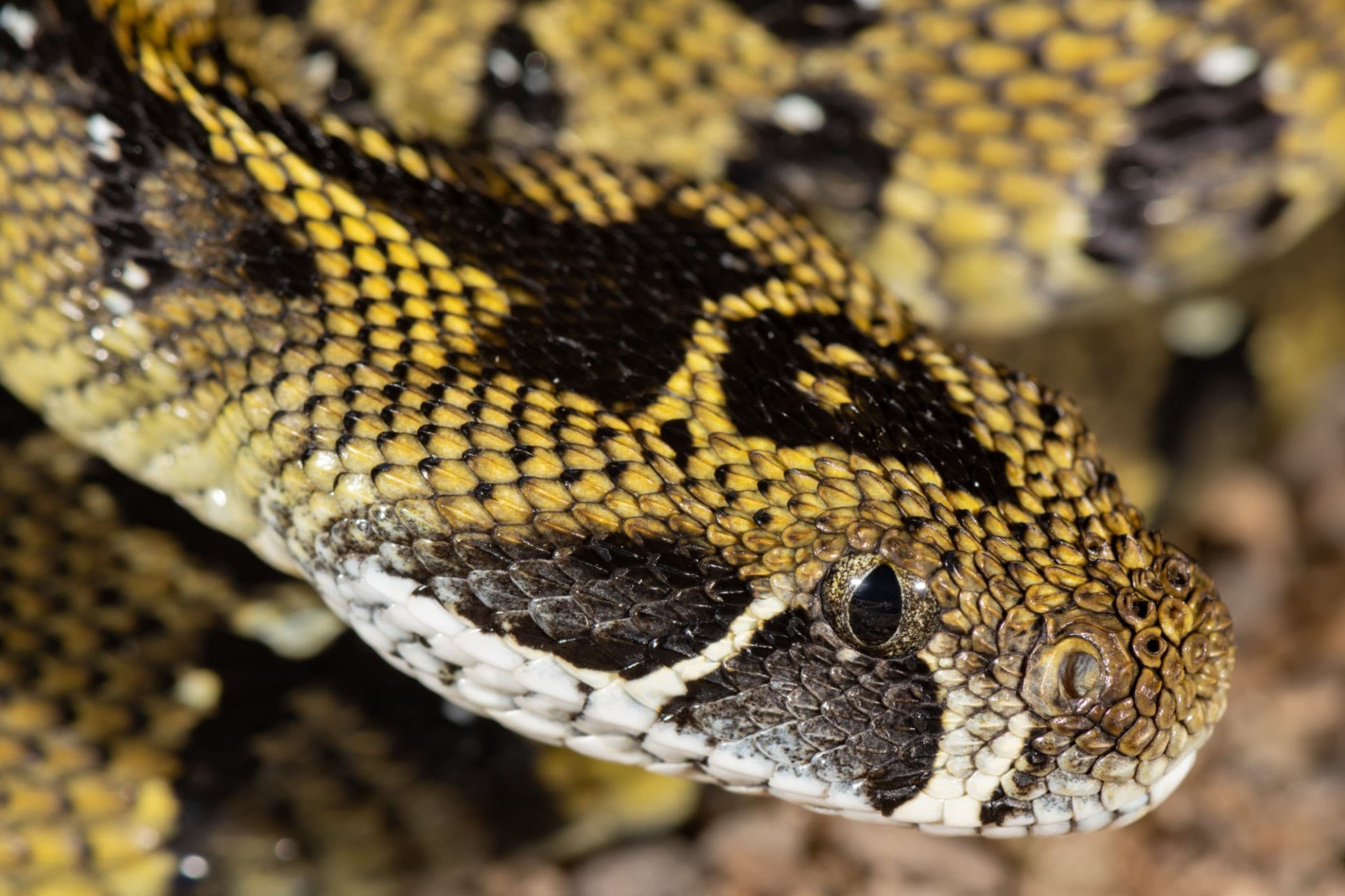 Atlas Mountain Viper